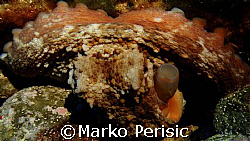 Octopus (octopus vulgaris).Showing a display of colours.C... by Marko Perisic 
